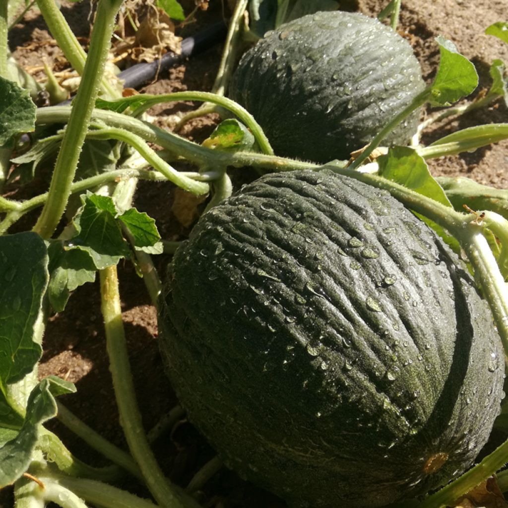 Melone Vert Olive d'Hiver Bio - Ferme de Sainte Marthe