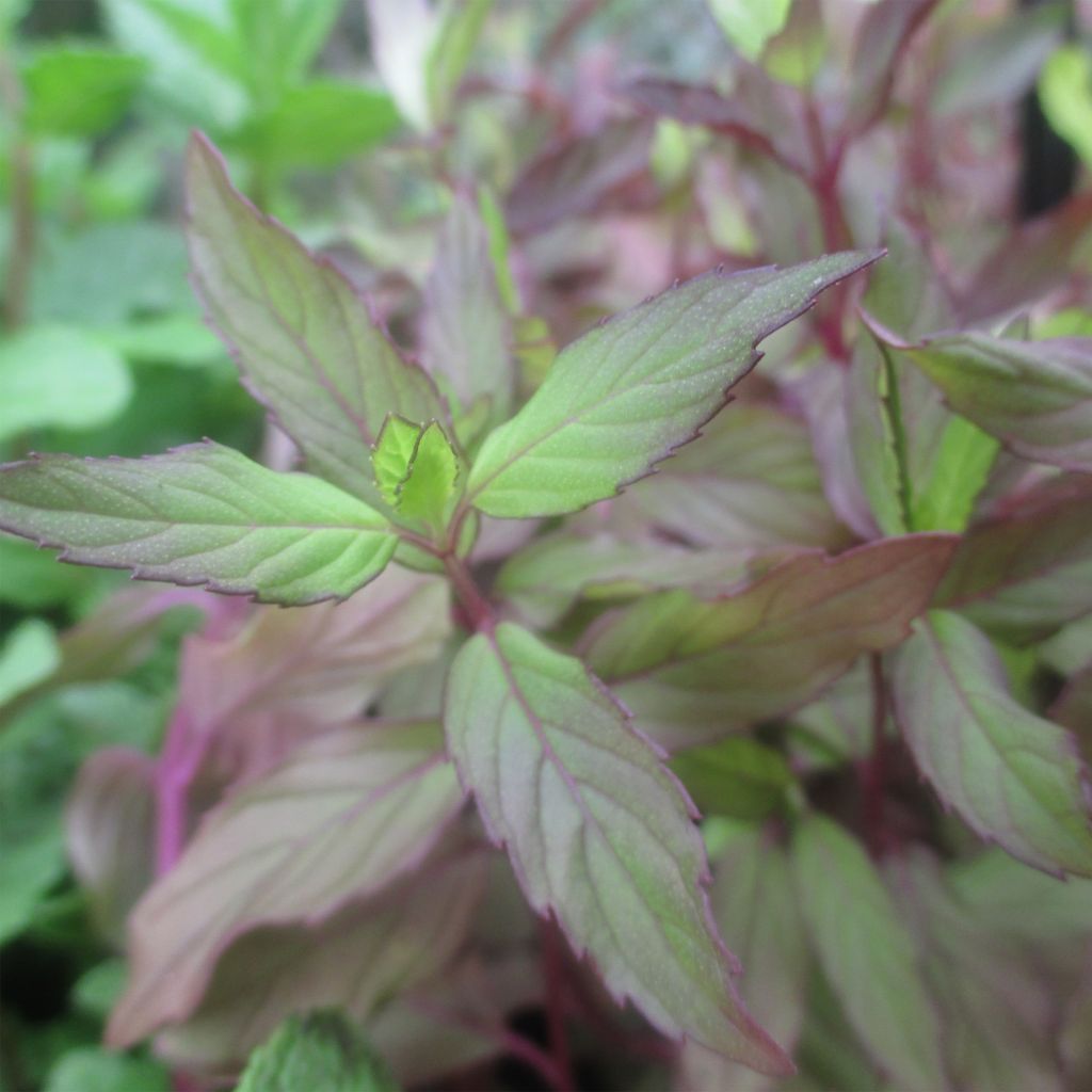 Rundblättrige Minze Ananas - Mentha rotundifolia