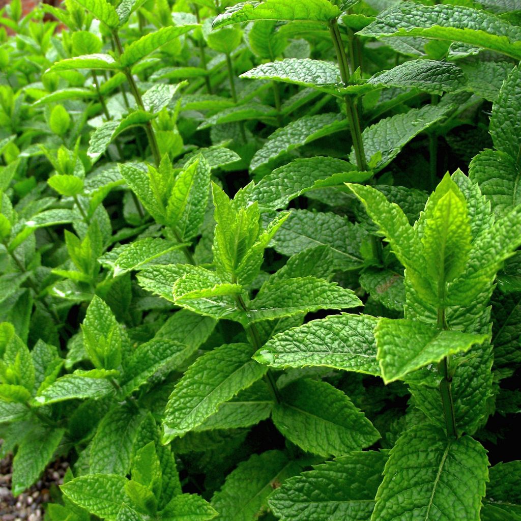 Pfefferminze officinalis Alba - Mentha piperata