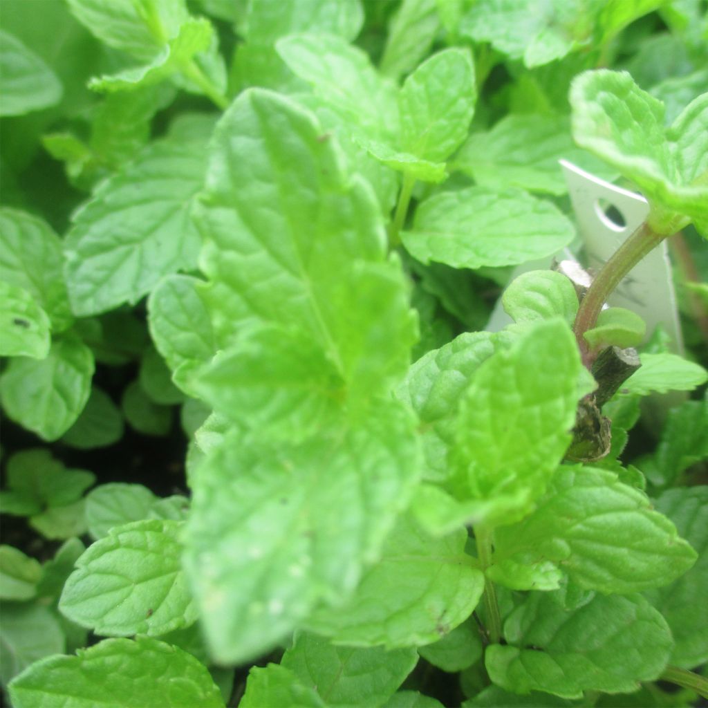 Chinesische Minze - Mentha haplocalyx