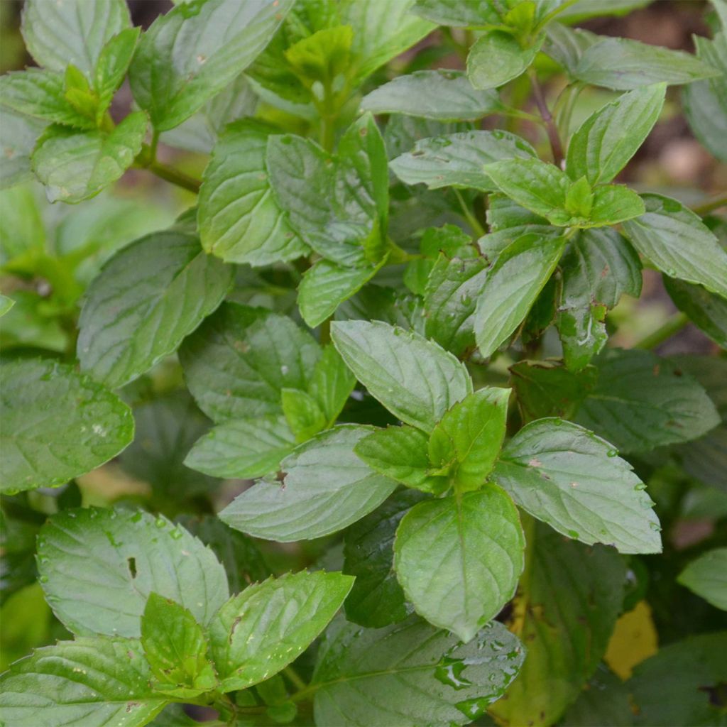 Zitronen-Minze Goût d'Orange bio - Mentha citrata