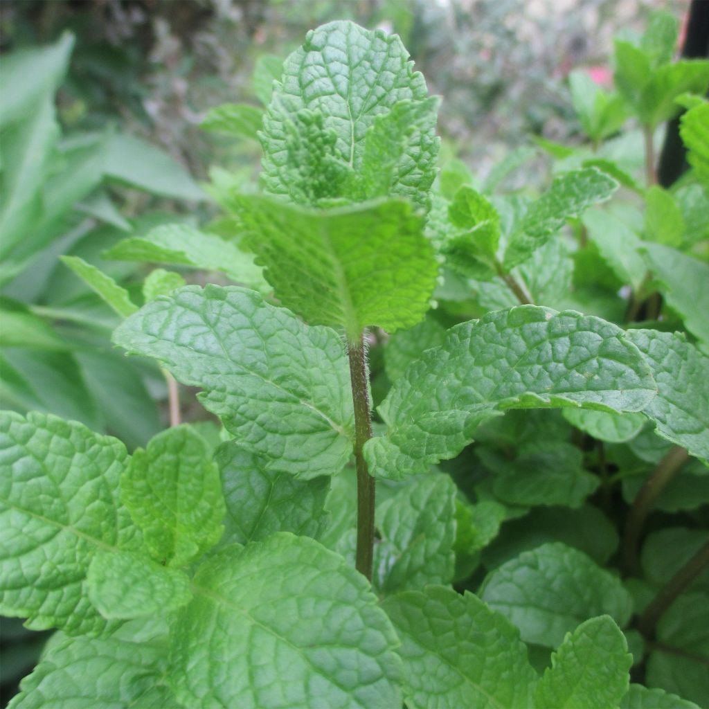 Rossminze capensis - Mentha longifolia