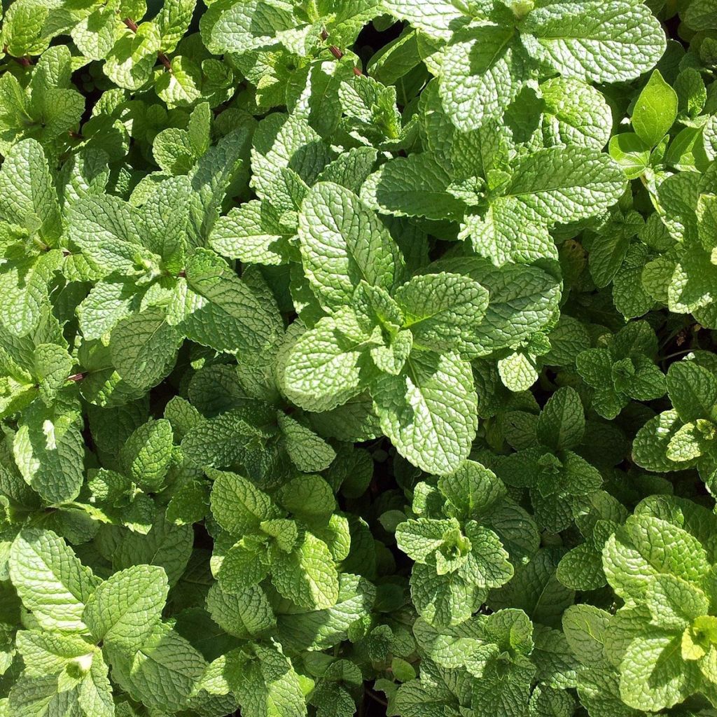 Menthe Mojito Bio - Mentha hemingwayensis en plant Bio