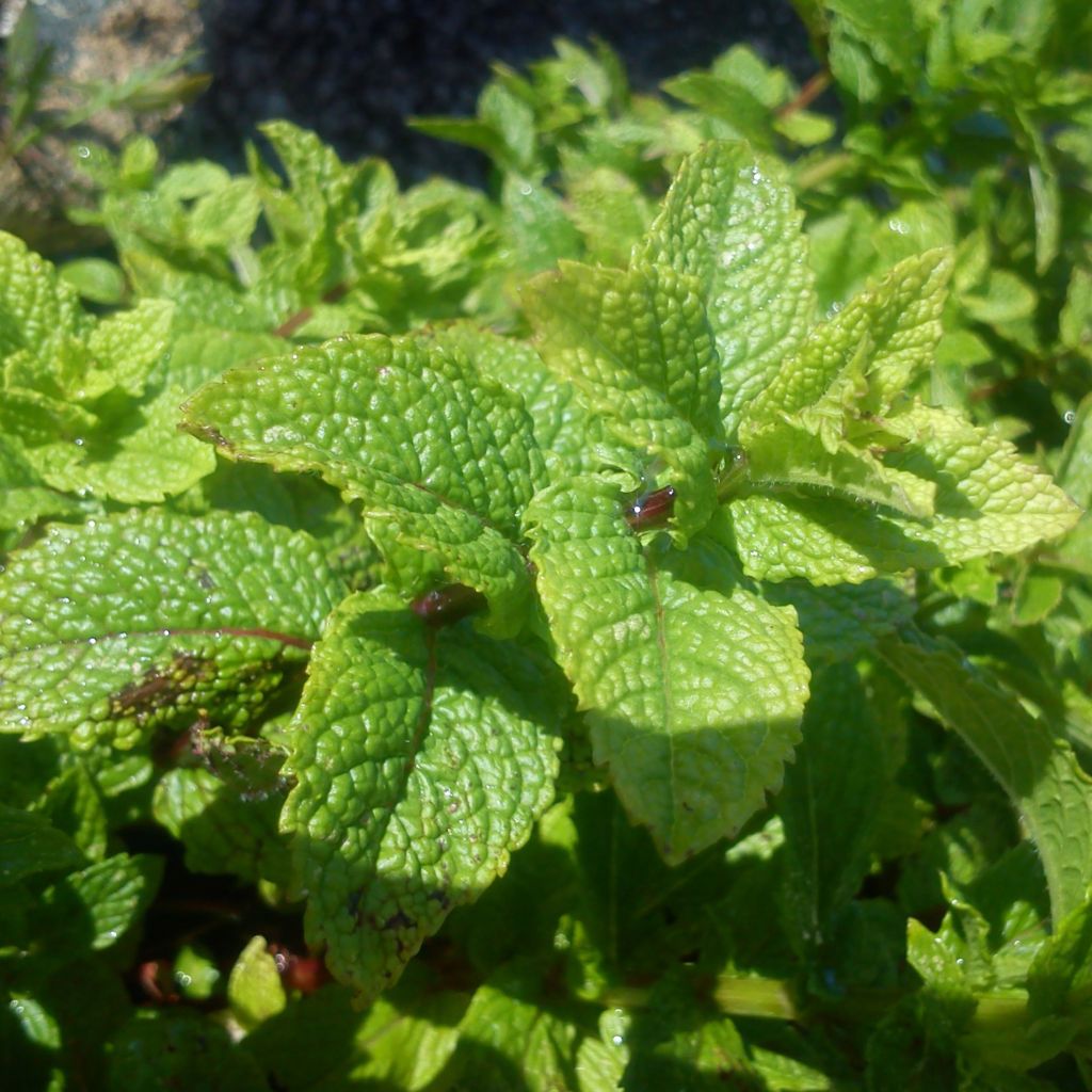 Menthe marocaine - Mentha spicata Nannah