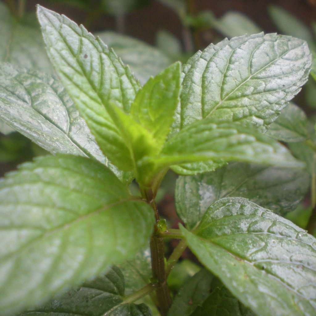 Pfefferminze Romana Rossa - Mentha piperita