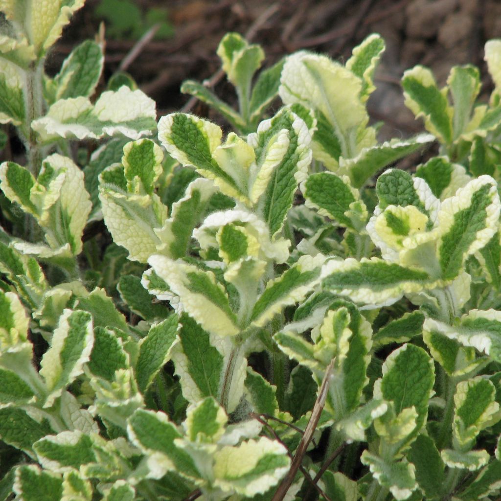 Rundblättrige Minze Variegata - Mentha suaveolens