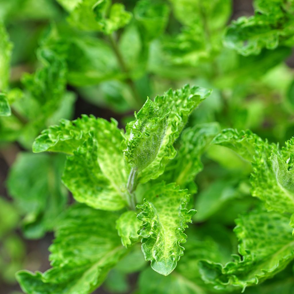 Ähren-Minze Moroccan - Mentha spicata v. crispa