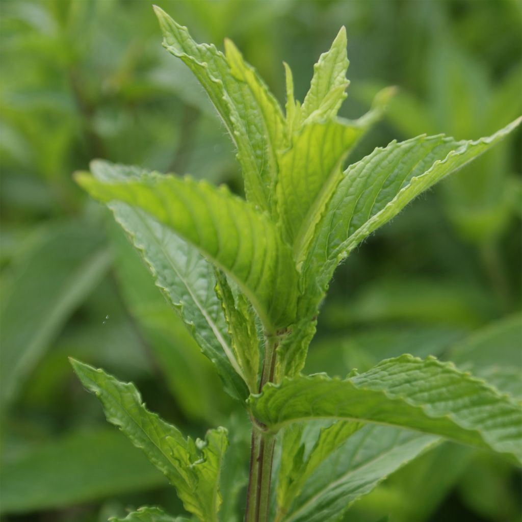 Ähren-Minze - Mentha spicata