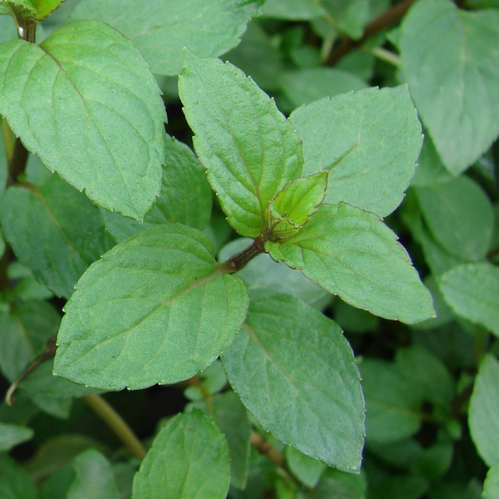 Pfefferminze Réglisse - Mentha piperita