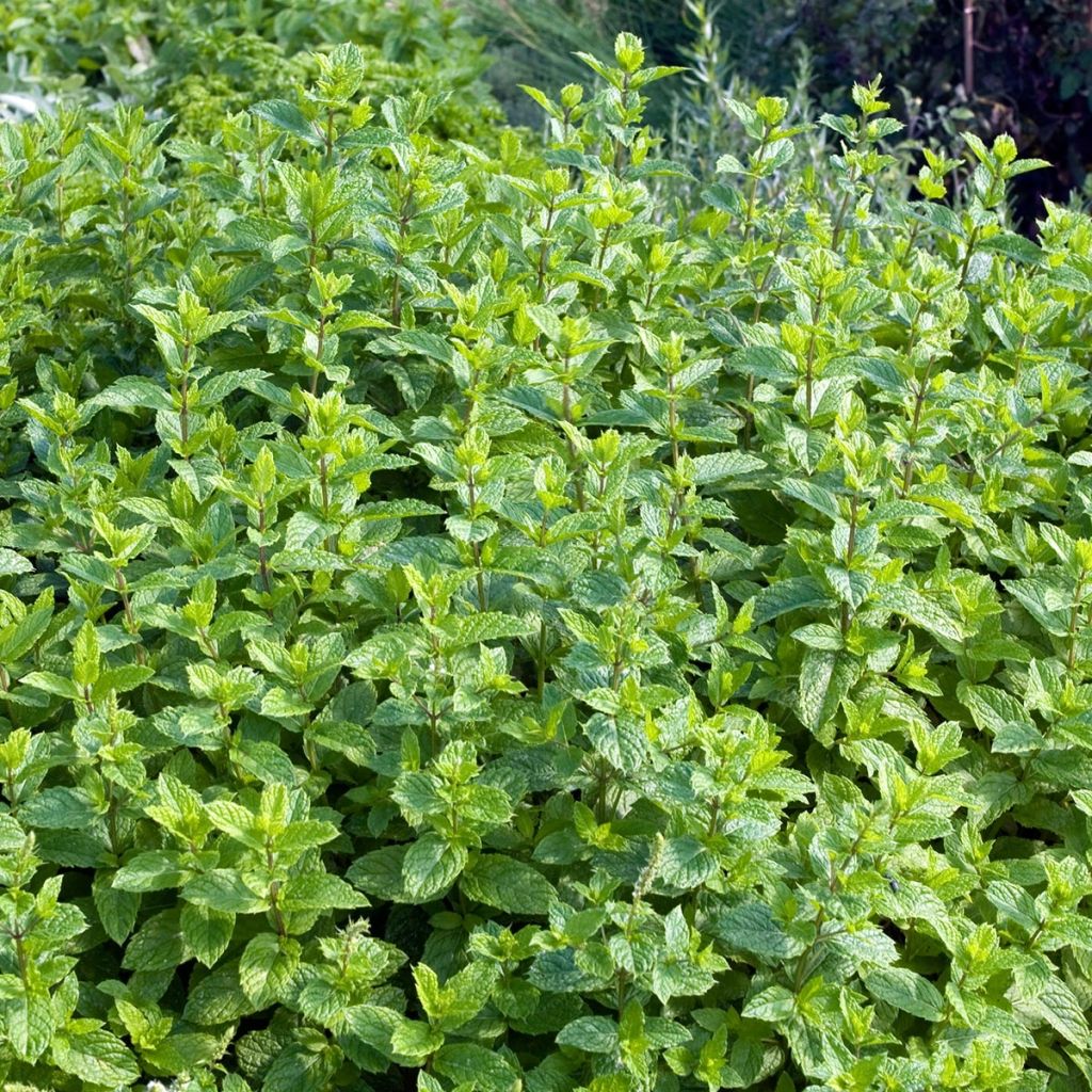 Menthe verte Hollywood - Mentha x spicata en plants