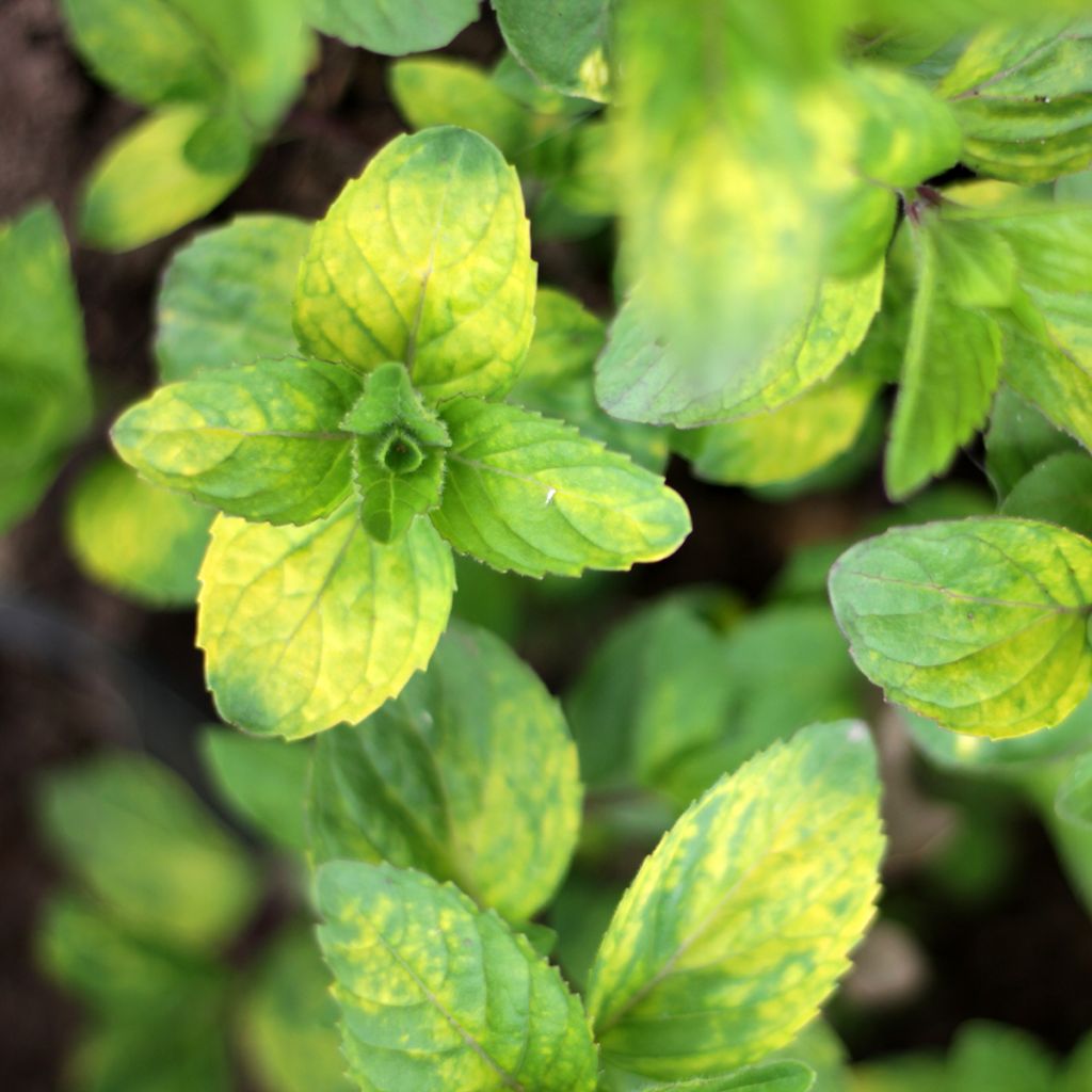 Pfefferminze Ginger - Mentha piperita