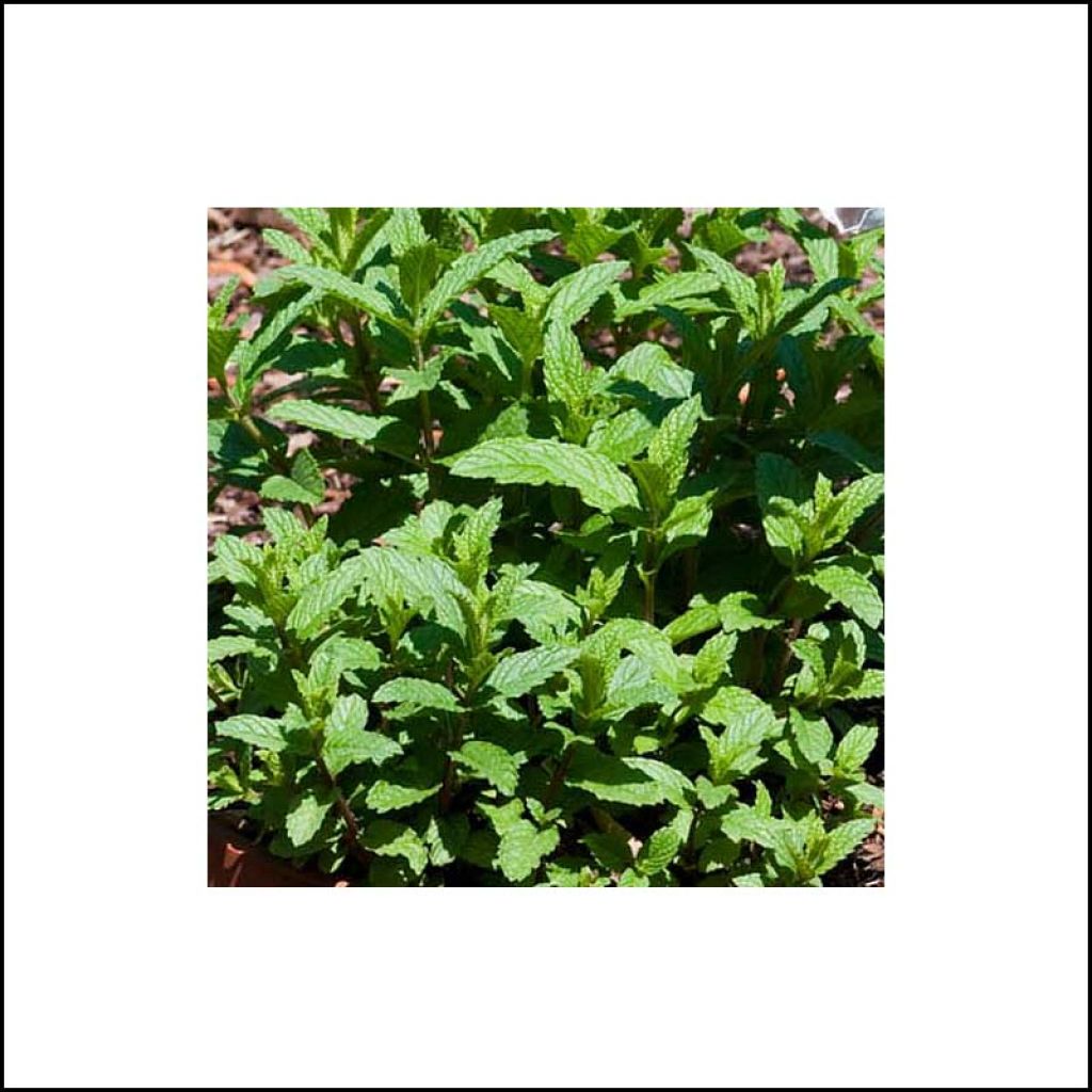 Ähren-Minze Wintergreen - Mentha spicata