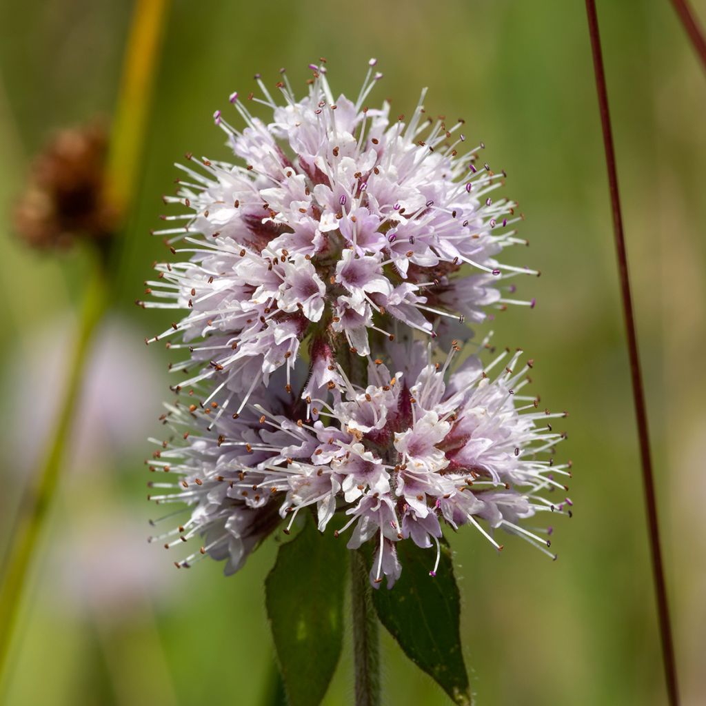 Wasser-Minze - Mentha aquatica