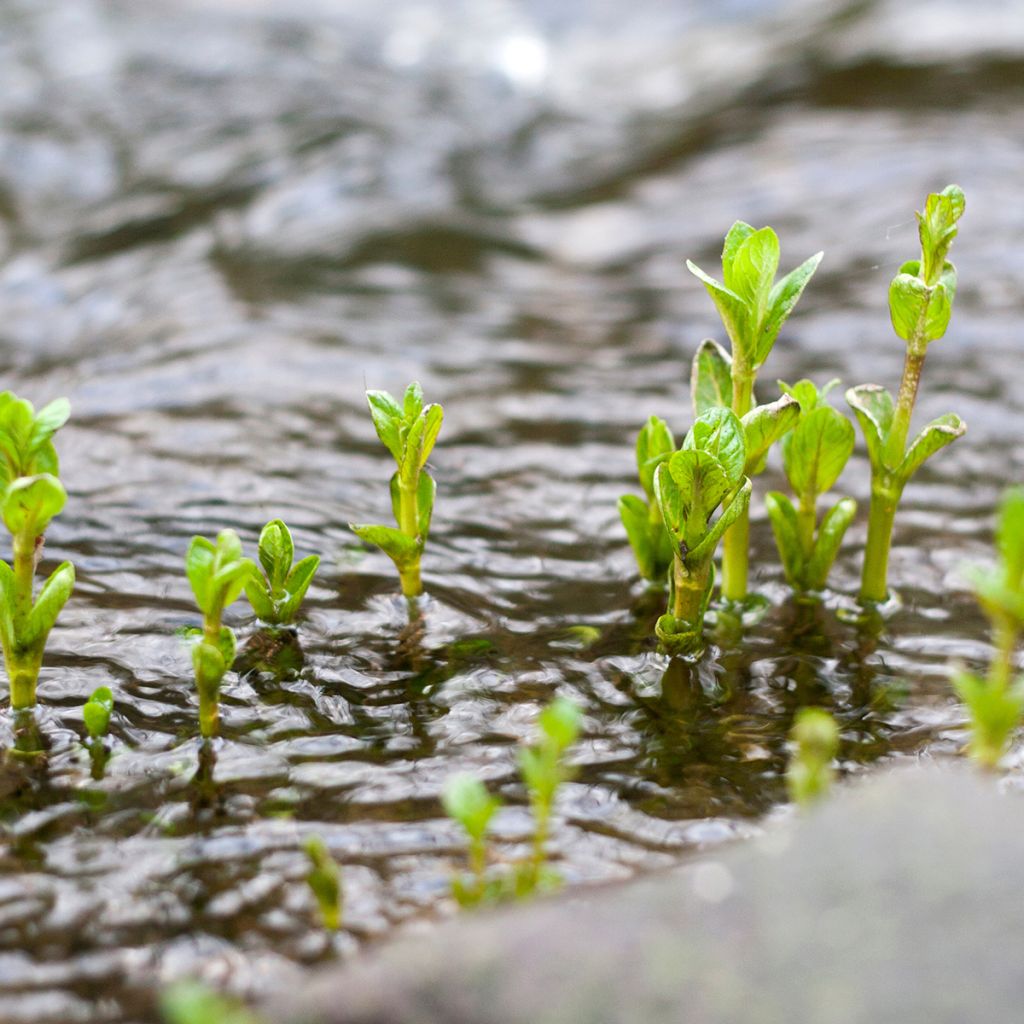 Wasser-Minze - Mentha aquatica