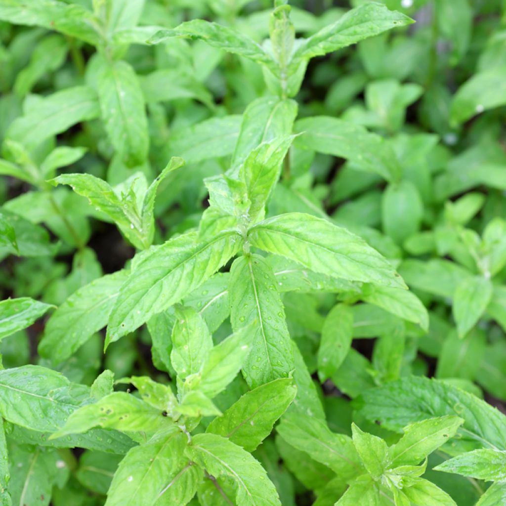 Asiatische Minze Var Asiatica - Mentha asiatica