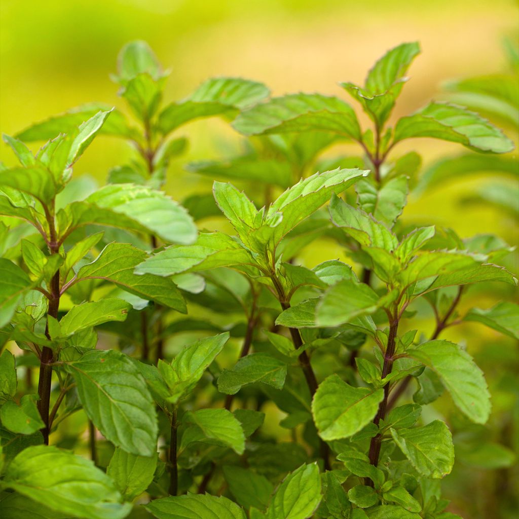 Pfefferminze Citrata - Mentha x piperita