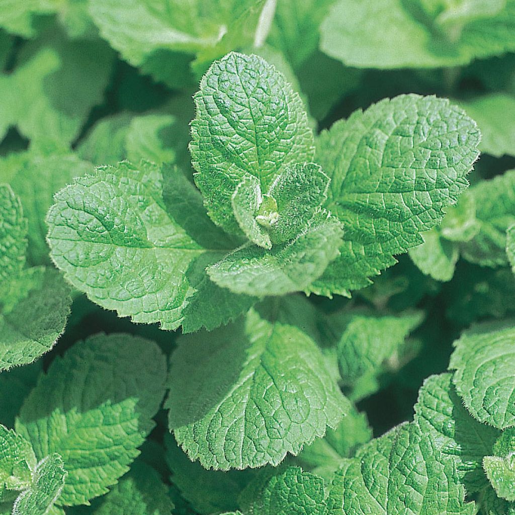 Rundblättrige Minze Applefruit - Mentha suaveolens