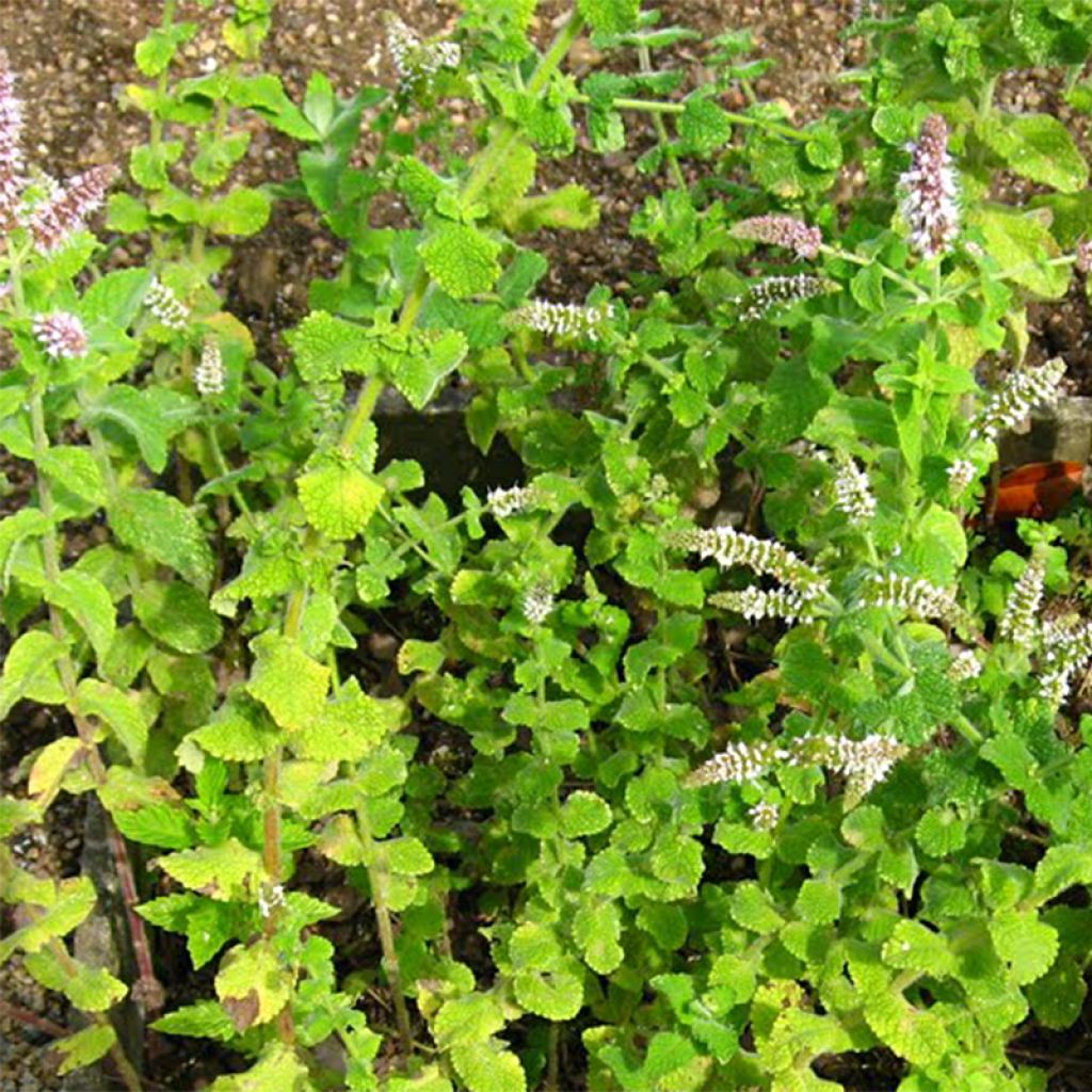 Rundblättrige Minze - Mentha rotundifolia