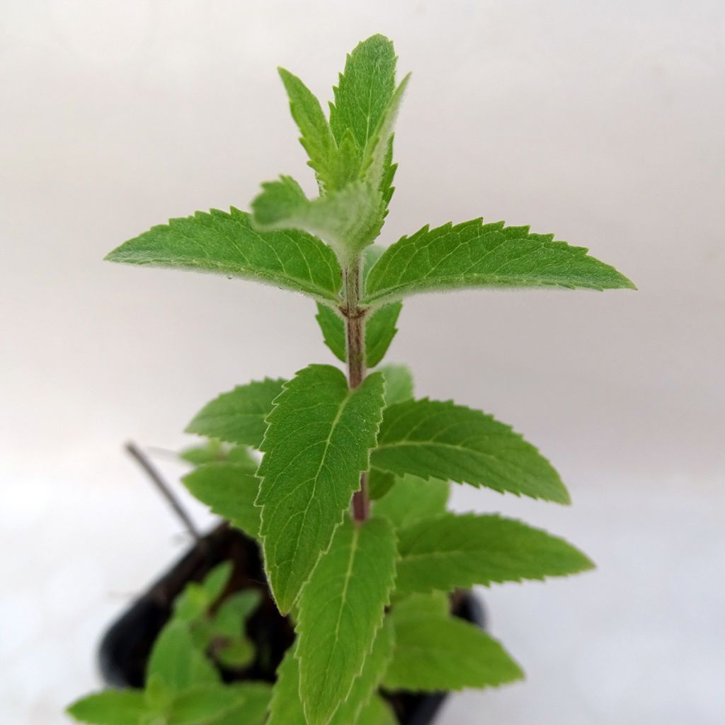 Rote Minze rubra - Mentha smithiana