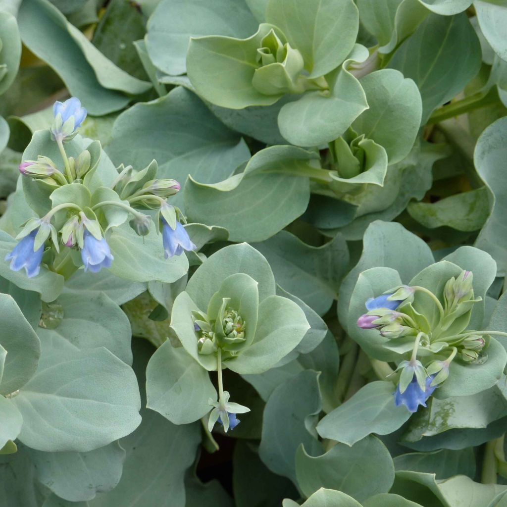 Pferdezunge - Mertensia maritima