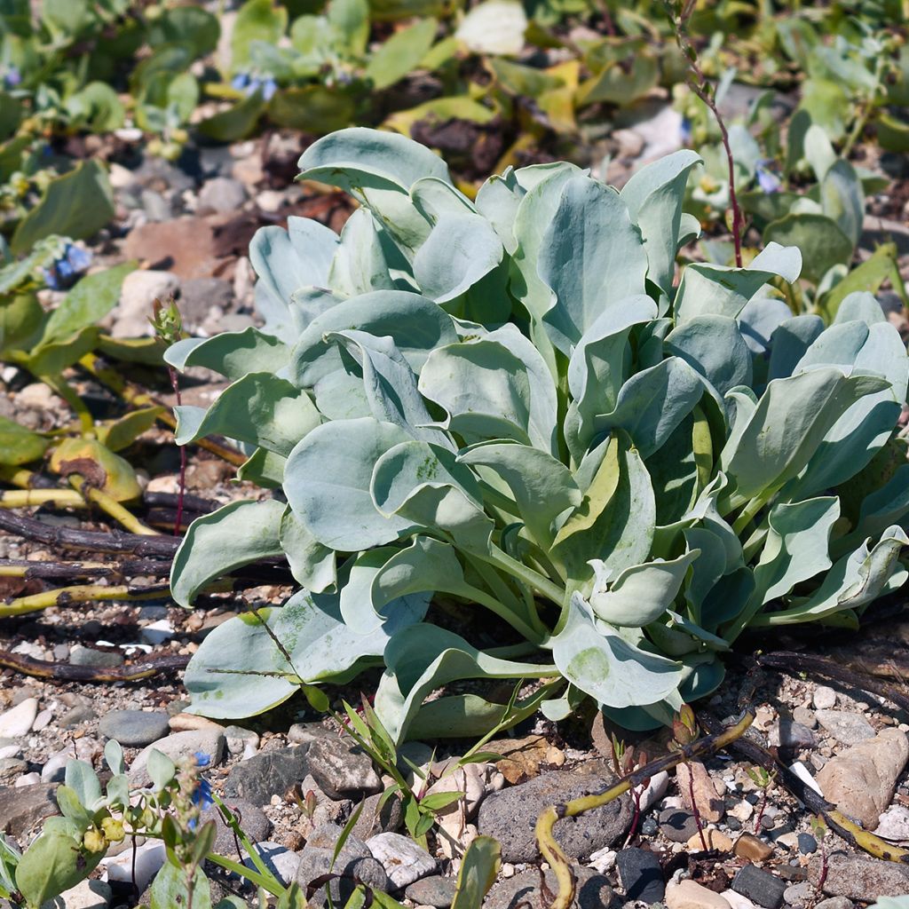 Pferdezunge (Samen) - Mertensia maritima