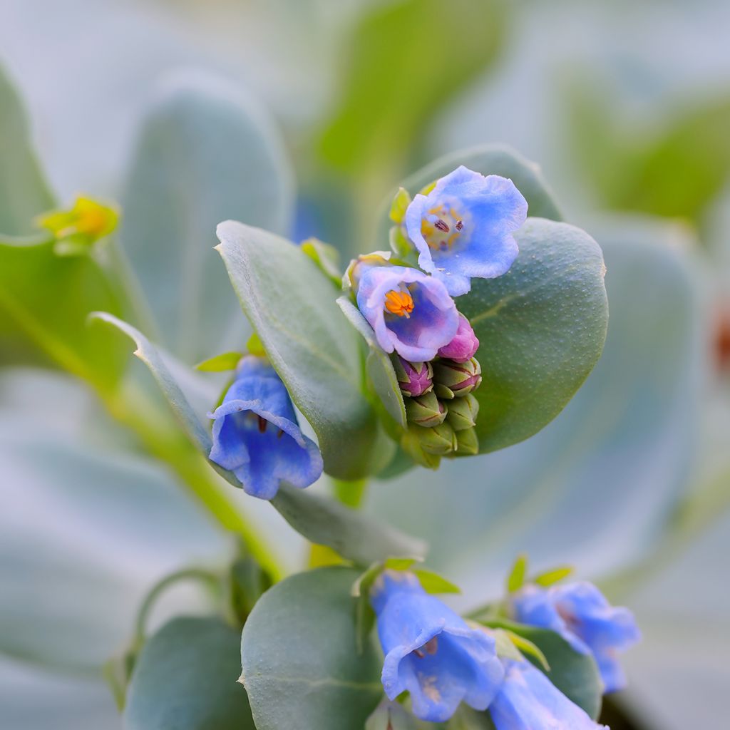 Pferdezunge (Samen) - Mertensia maritima