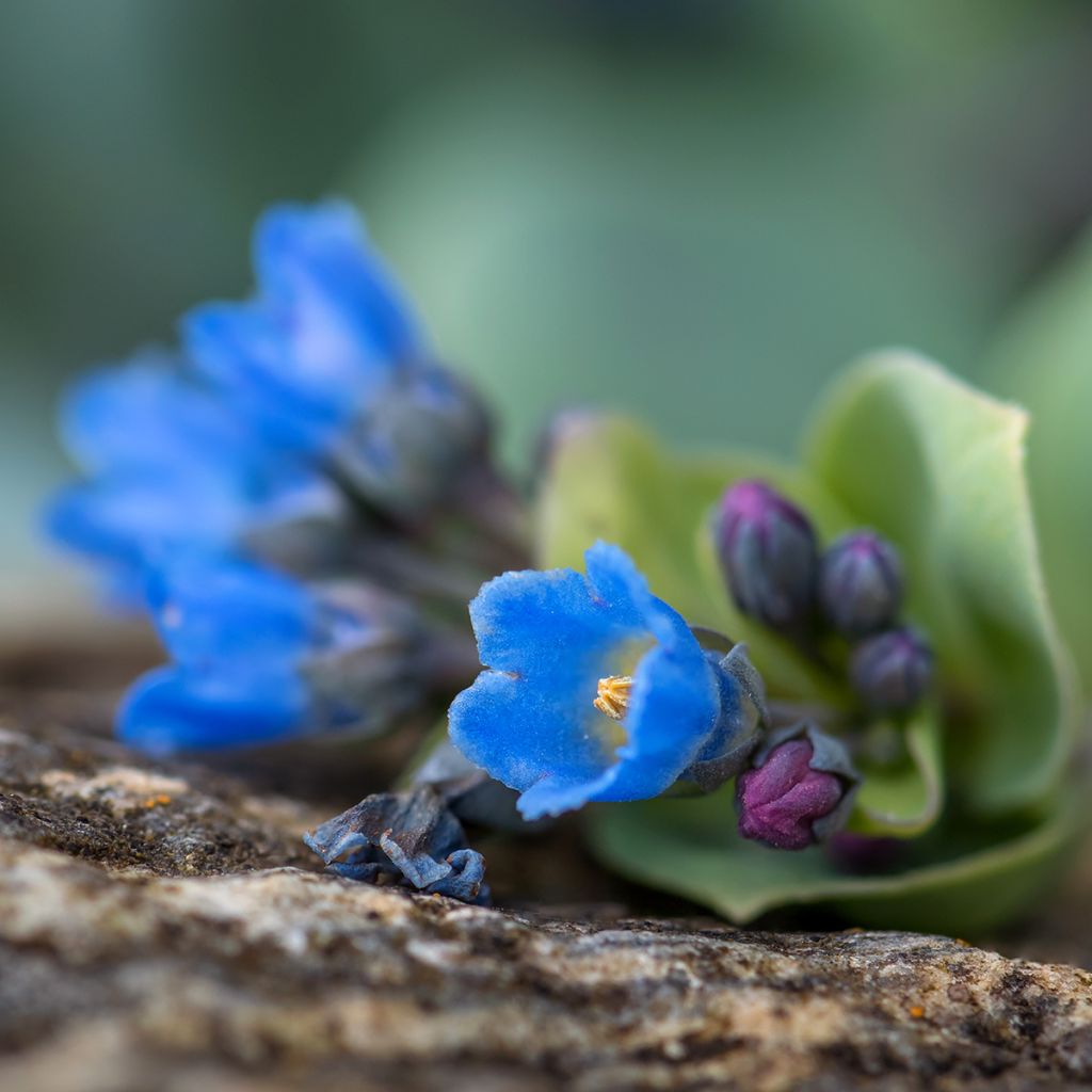 Pferdezunge (Samen) - Mertensia maritima