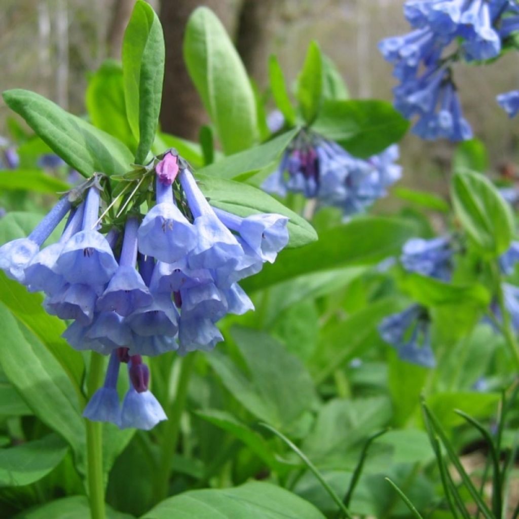 Mertensia virginica - Virginisches Blauglöckchen