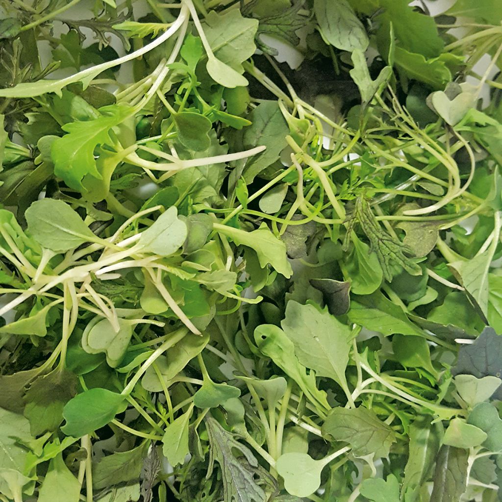 Asiatische Mesclun Samourai Mix - Mélange