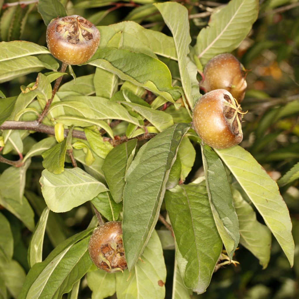 Echte Mispel Bredase Reus - Mespilus germanica