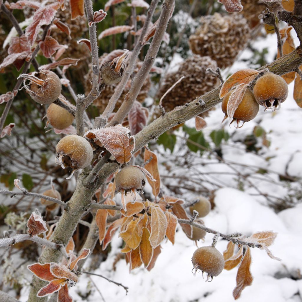 Echte Mispel Macrocarpa - Mespilus germanica'Allemagne, Néflier d'Allemagne