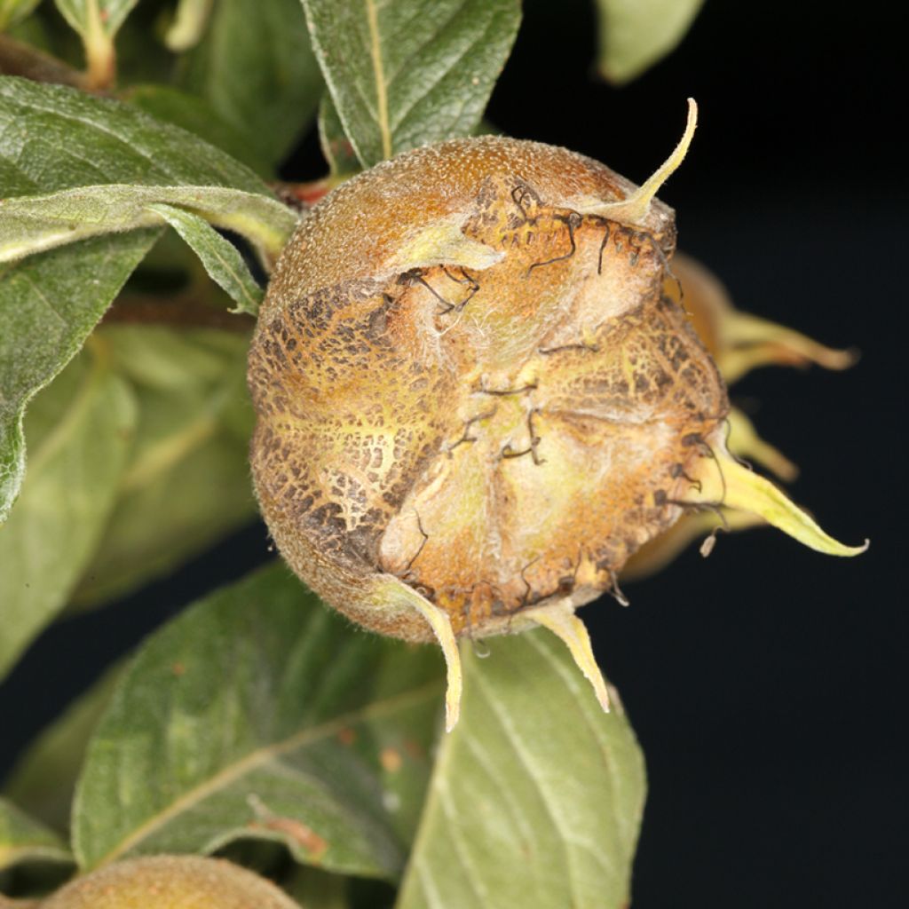 Echte Mispel Macrocarpa - Mespilus germanica'Allemagne, Néflier d'Allemagne