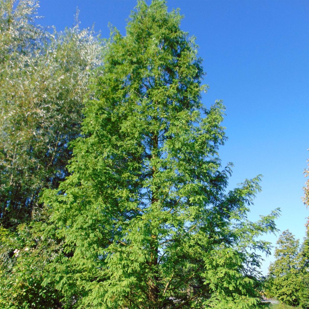 Metasequoia glyptostroboides - Urweltmammutbaum