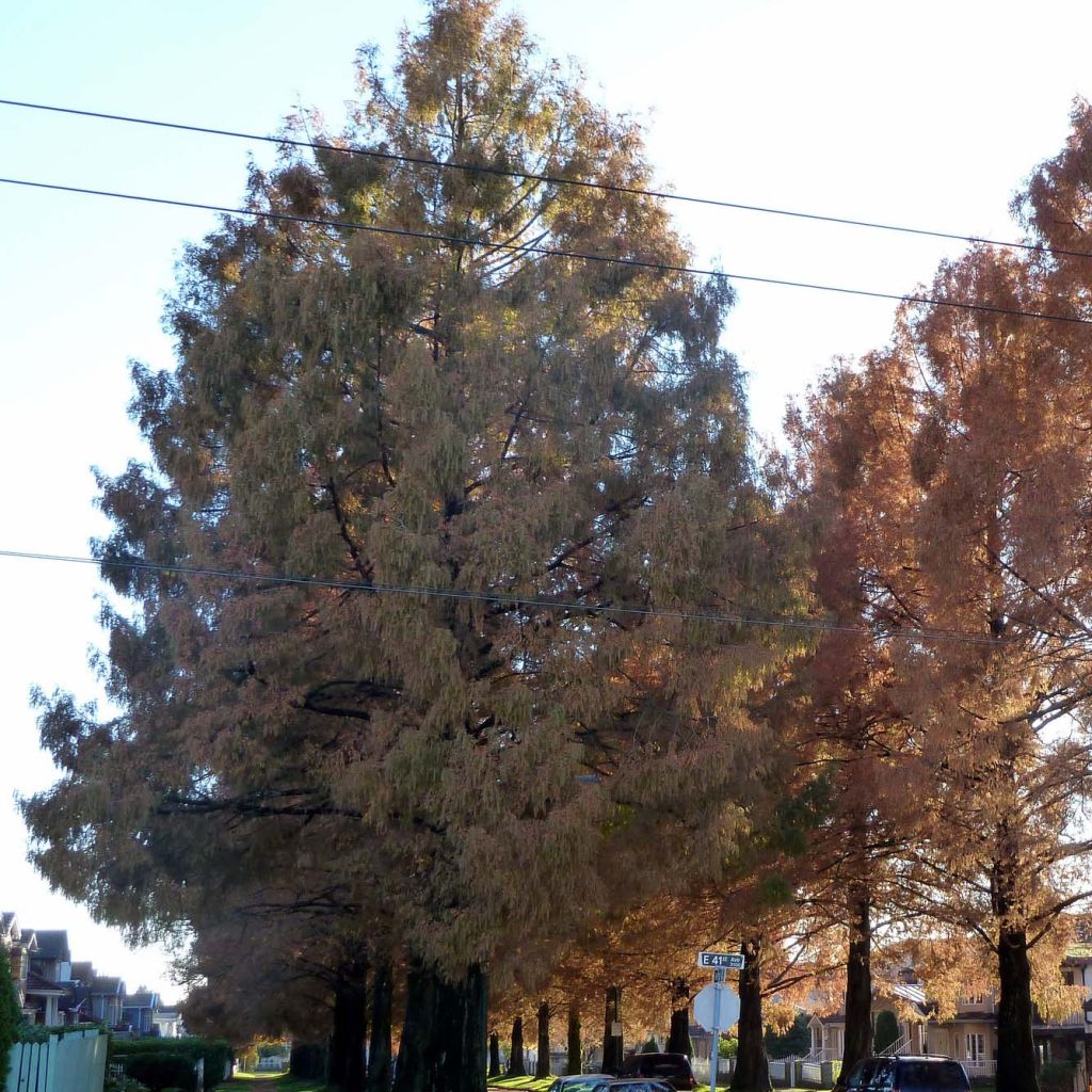 Metasequoia glyptostroboides