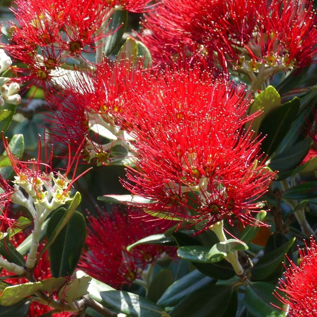 Metrosideros excelsa - Arbre de Noël de Nouvelle-Zélande