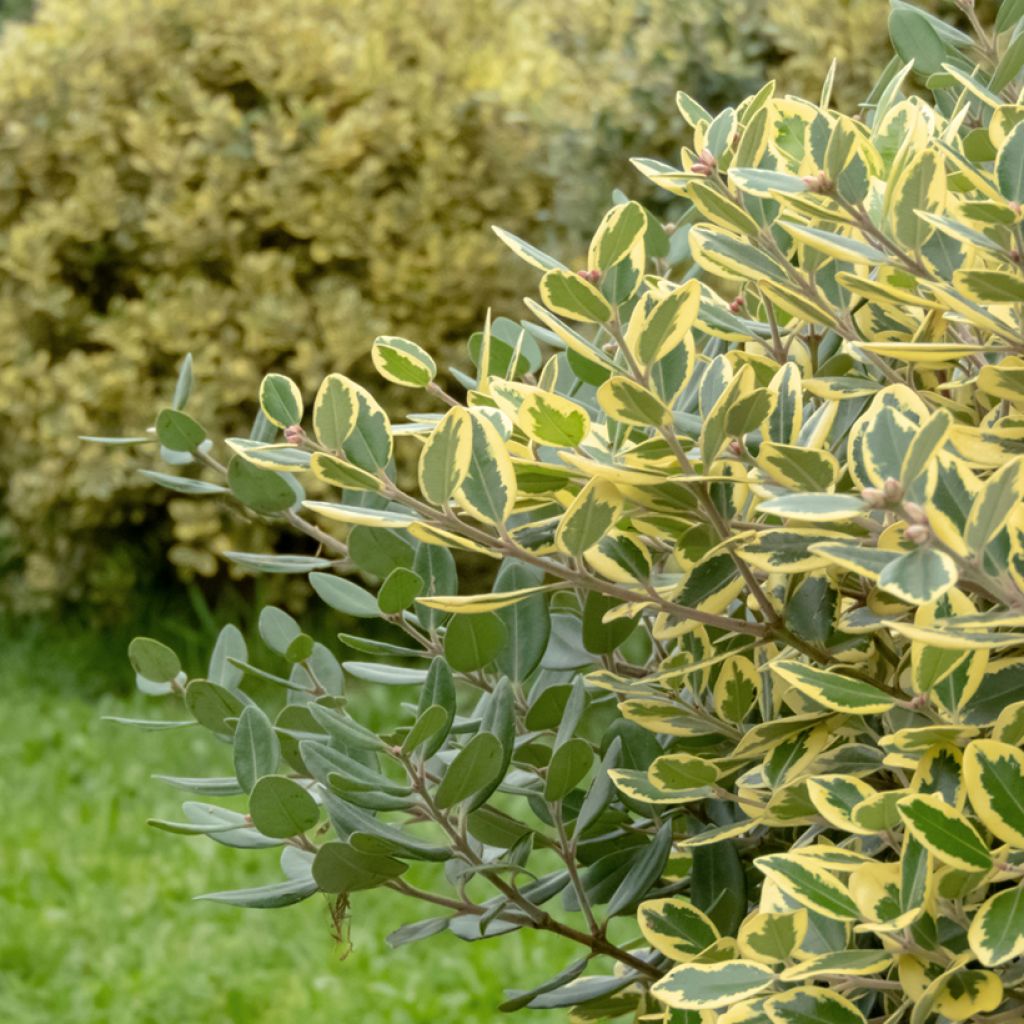 Metrosideros excelsa Aurea - Neuseeländischer Eisenholzbaum