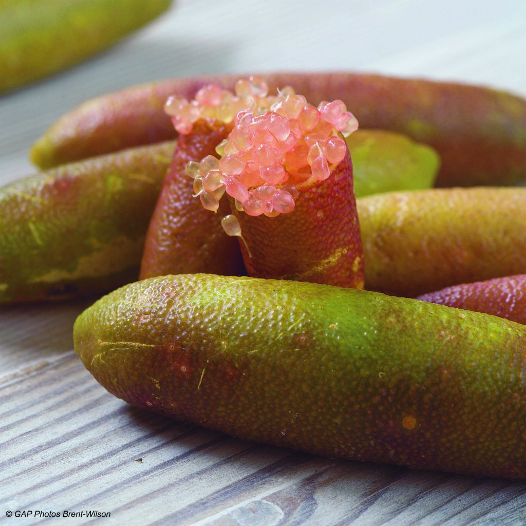 Fingerlimette Verde - Microcitrus australasica