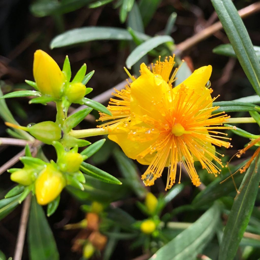 Millepertuis - Hypericum densiflorum Buttercup