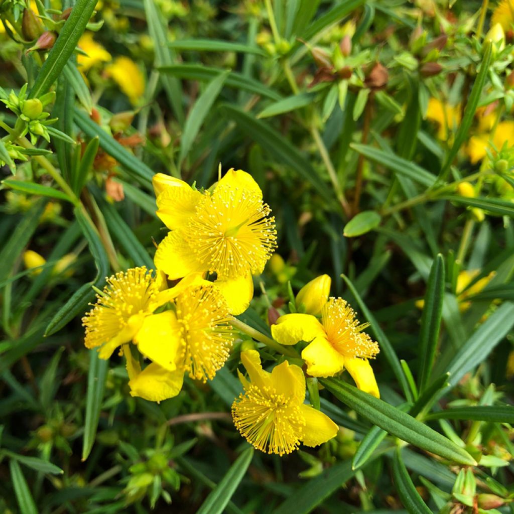 Millepertuis - Hypericum densiflorum Buttercup