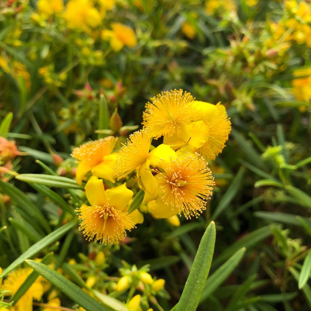 Millepertuis - Hypericum densiflorum Buttercup