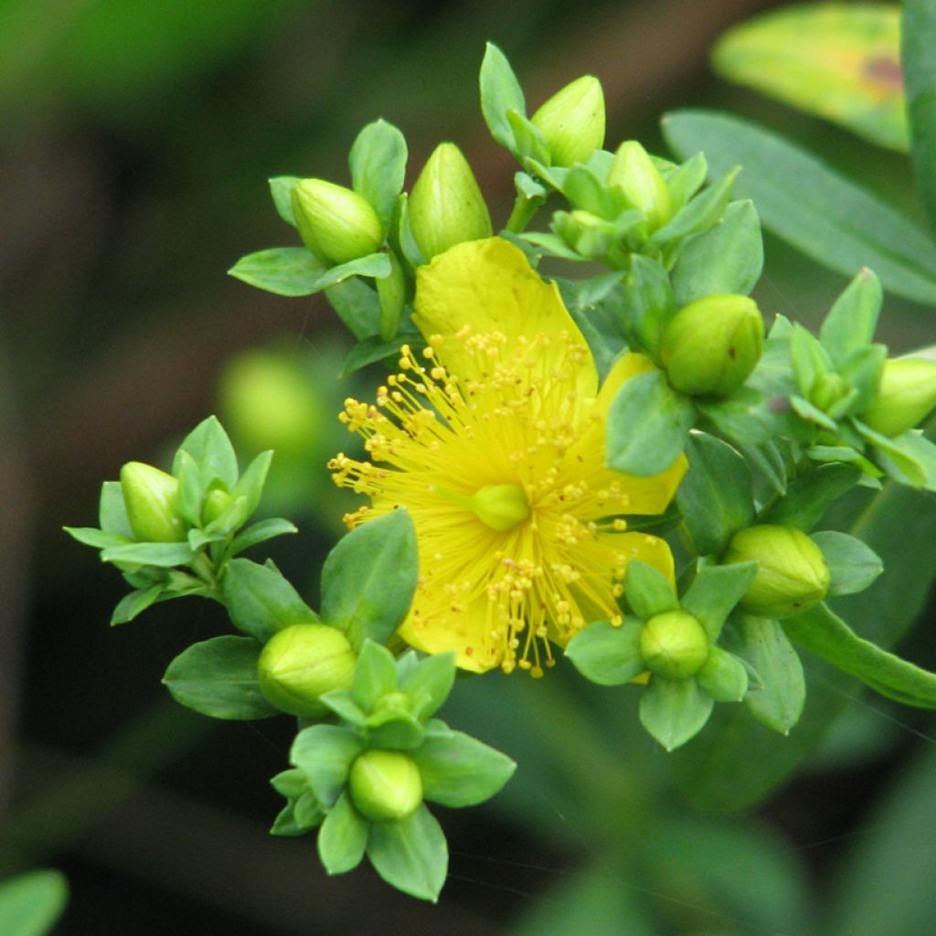 Hypericum kalmianum Cobalt-n-Gold - Johanniskraut