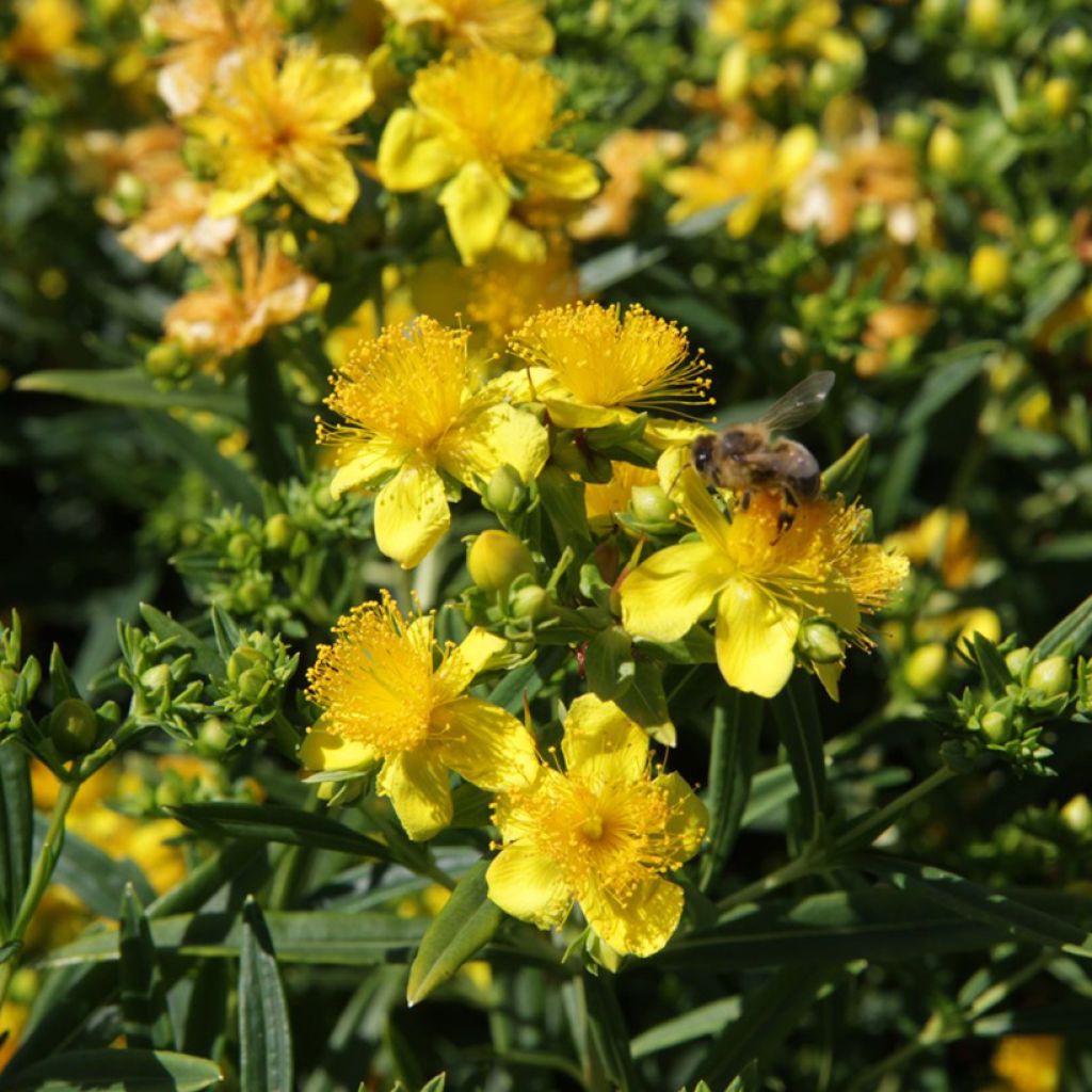 Hypericum kalmianum Sunny Boulevard - Johanniskraut