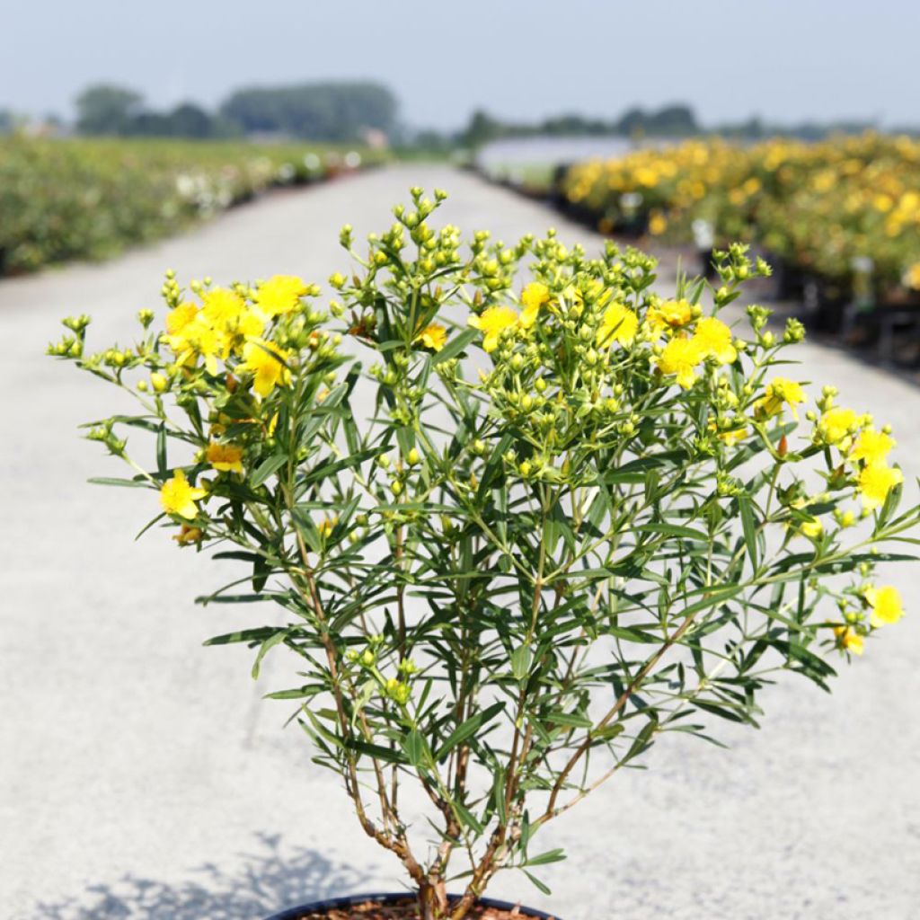 Hypericum kalmianum Sunny Boulevard - Johanniskraut