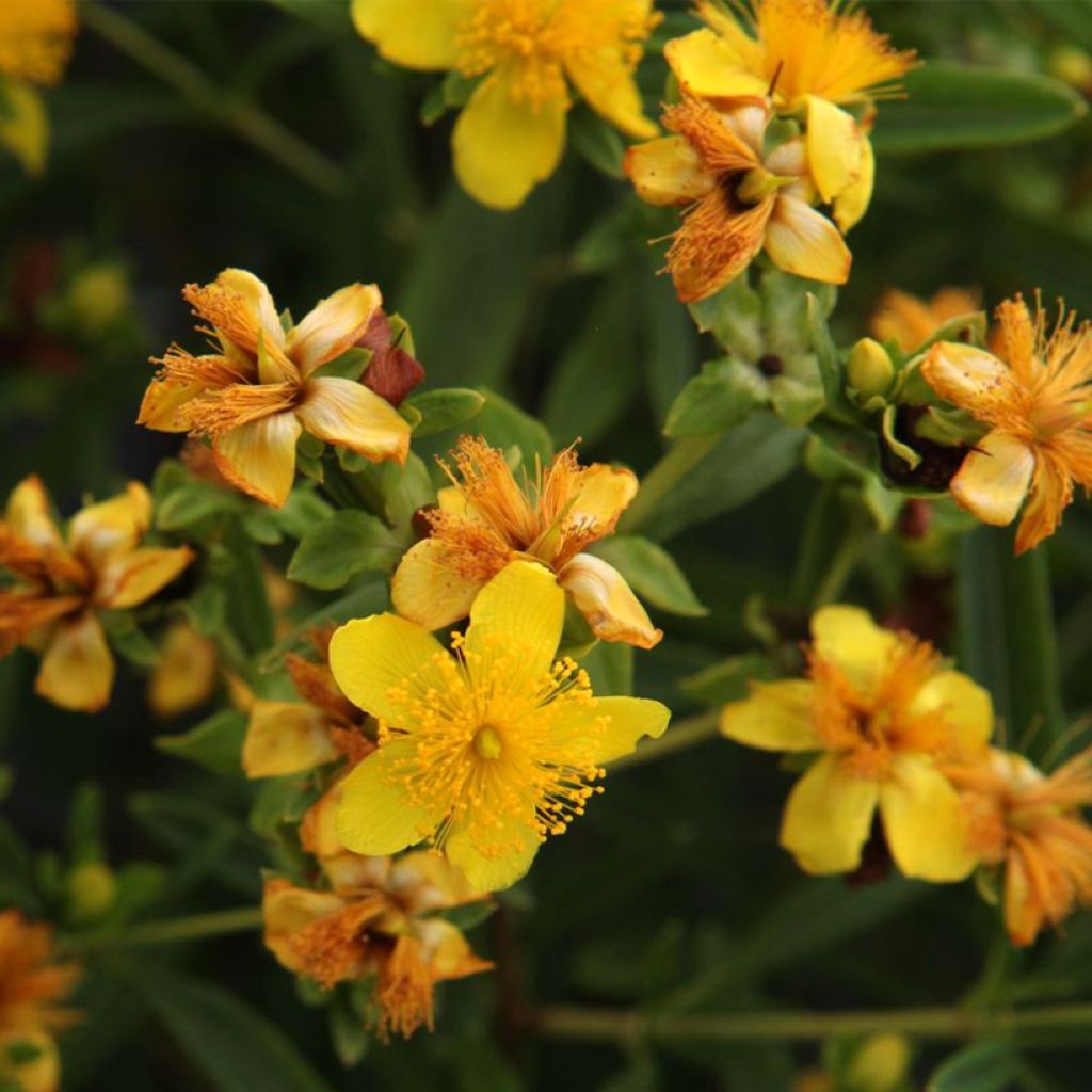 Millepertuis - Hypericum kalmianum Sunny Boulevard