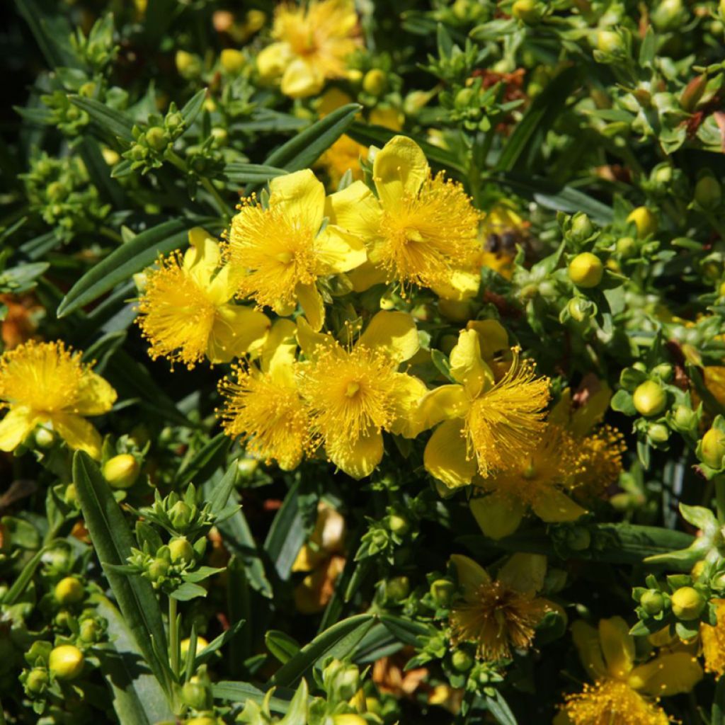 Hypericum kalmianum Sunny Boulevard - Johanniskraut