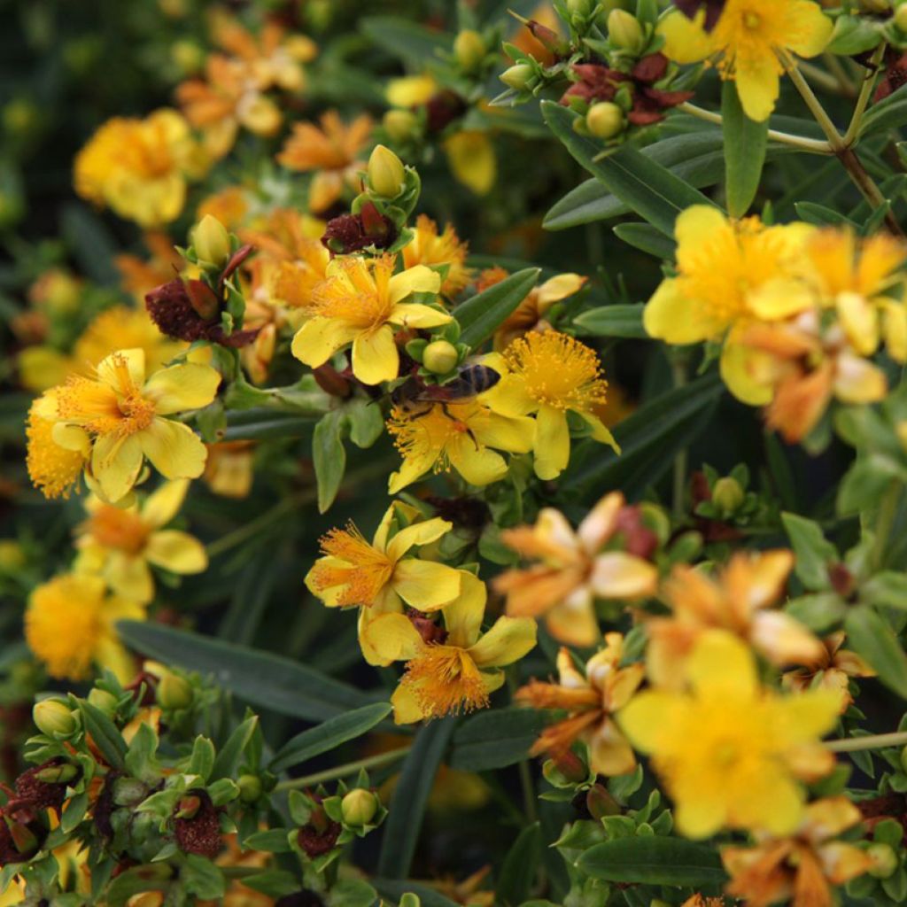 Hypericum kalmianum Sunny Boulevard - Johanniskraut