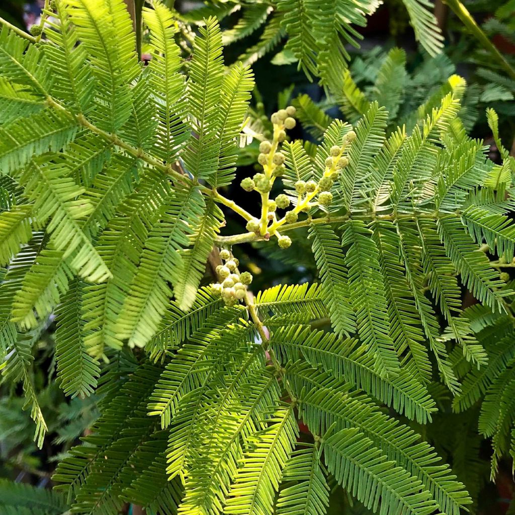 Mimosa - Acacia dealbata