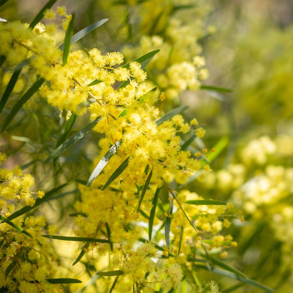 Mimosa - Acacia howittii Clair De Lune