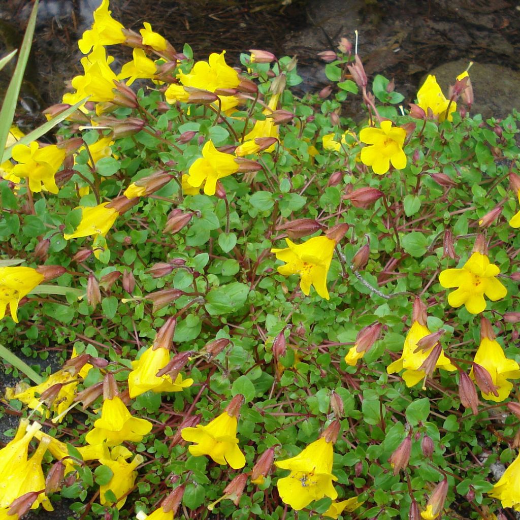 Gauklerblume - Mimulus tilingii