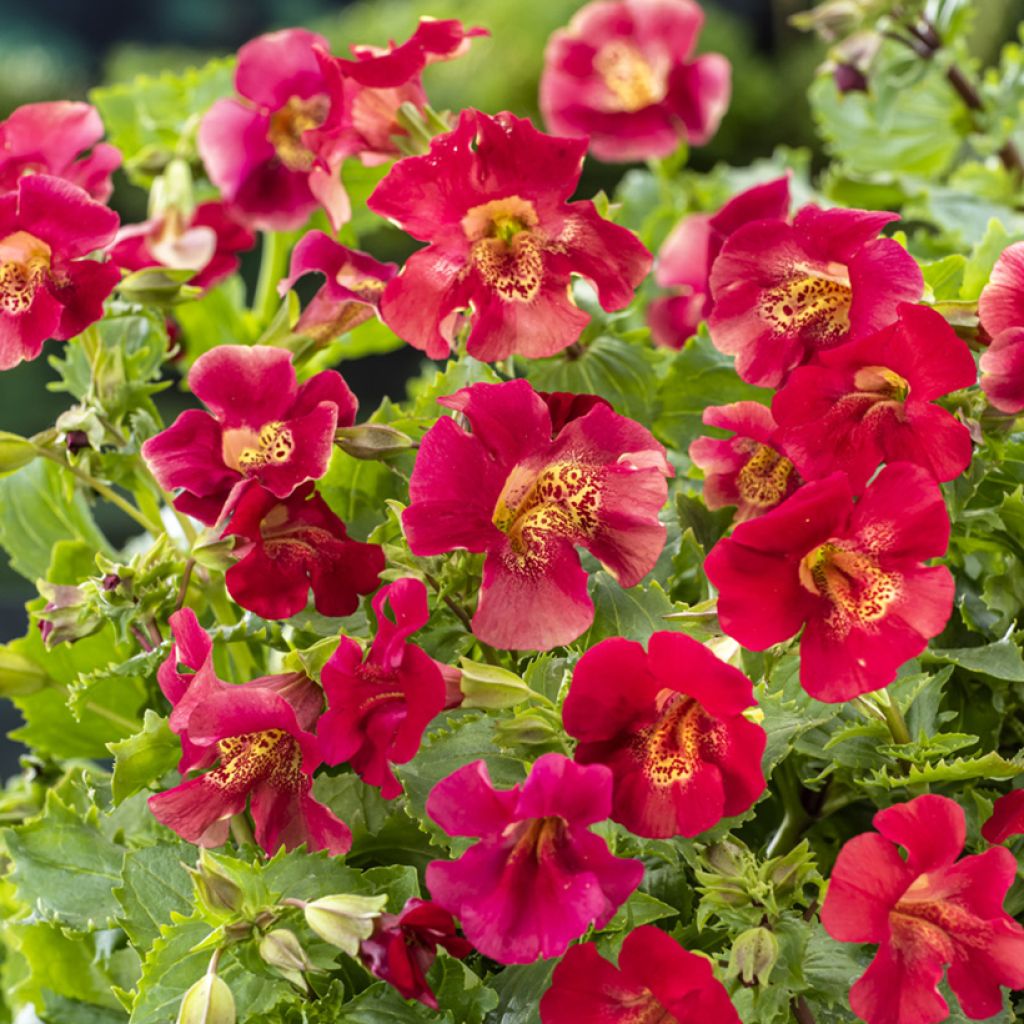 Gauklerblume Bonfire Red - Mimulus